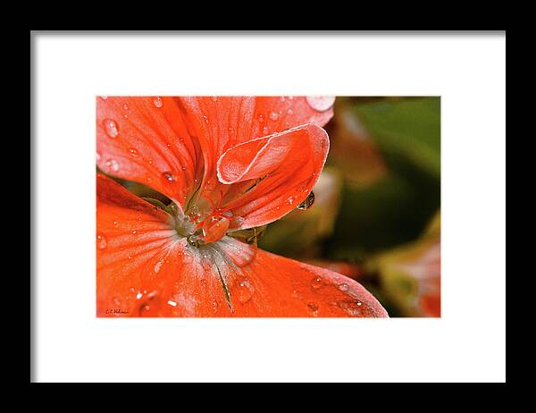 Flower Framed Print featuring the photograph Kissed By The Rain by Christopher Holmes
