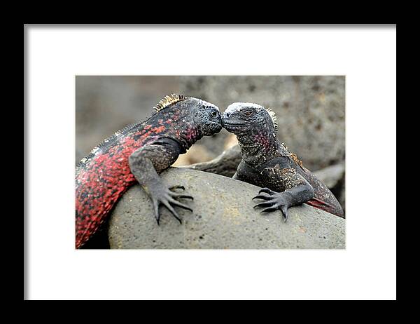Iguana Framed Print featuring the photograph Kissing Iguanas by Ted Keller