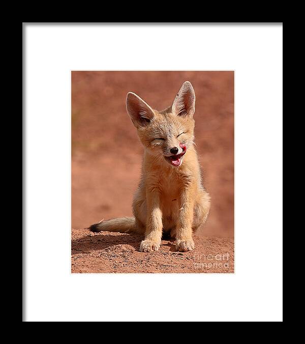 Kit Fox Framed Print featuring the photograph Kit Fox Pup Mid-lick by Max Allen