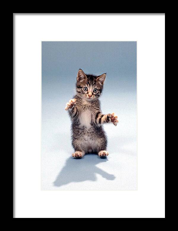 Cat Framed Print featuring the photograph Kitten Hug by Gerard Fritz