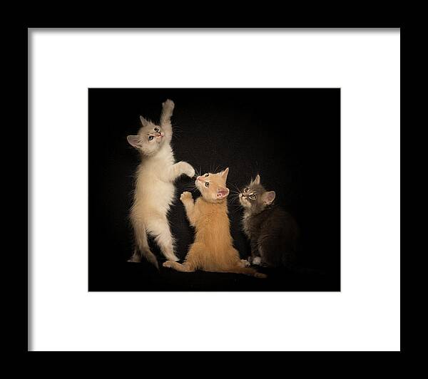Kittens Framed Print featuring the photograph Kittens Just Want to Have Fun by Janis Knight