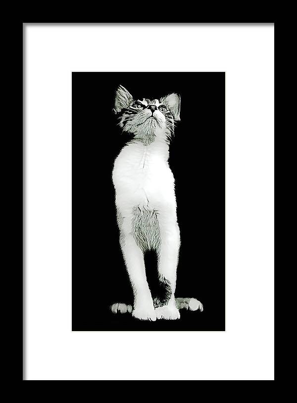 Cat Framed Print featuring the digital art Kitten Queen by David G Paul