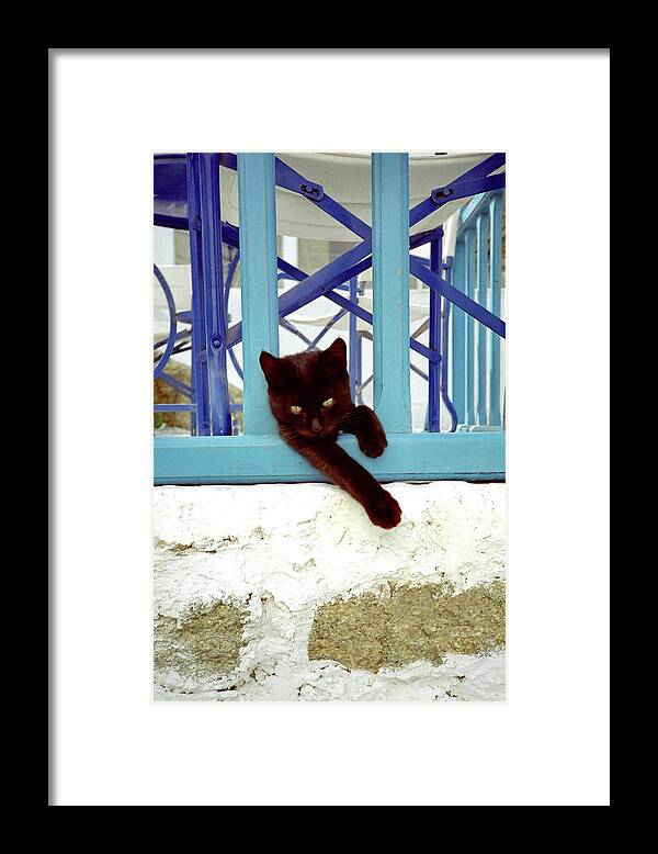Cuddly Framed Print featuring the photograph Kitten with Blue Rail by Frank DiMarco