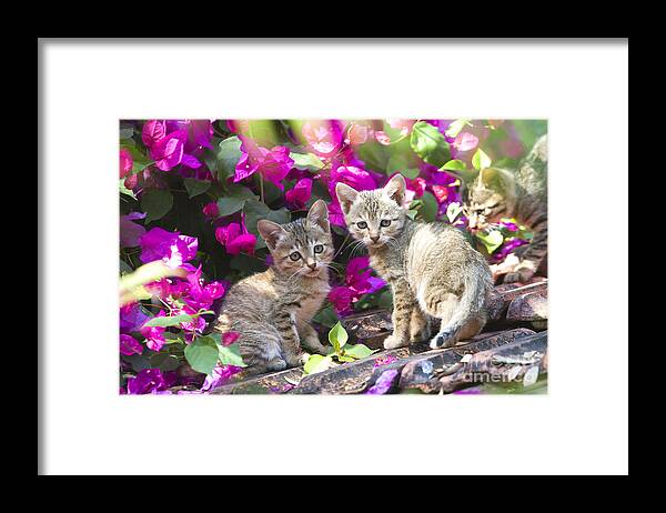 Cat Framed Print featuring the photograph Kittens With Flowers by M. Watson