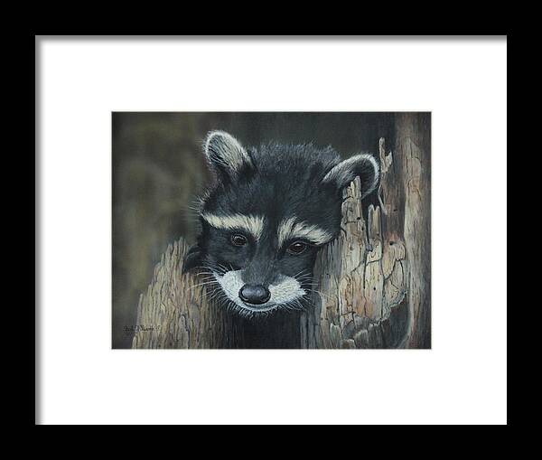 Raccoon Framed Print featuring the painting Kit...The baby raccoon by Bob Williams