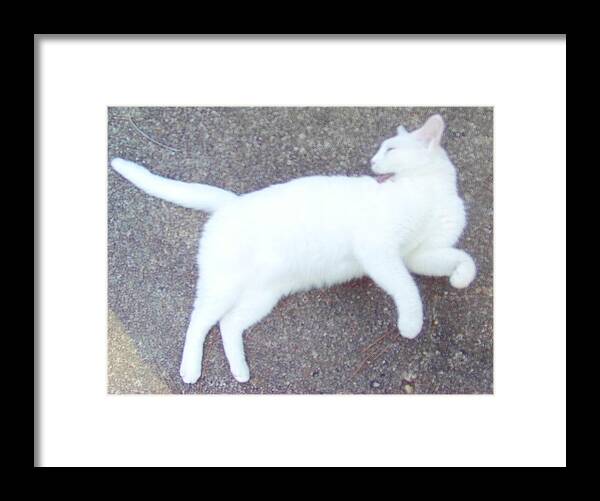 Cat Framed Print featuring the photograph Kitty Ballet by Denise F Fulmer