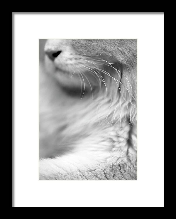 Minimal Framed Print featuring the photograph Kitty Face by Prakash Ghai