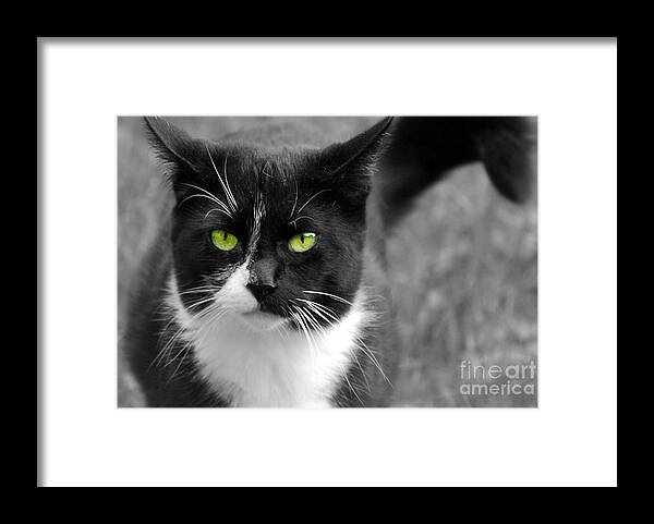 Cat Framed Print featuring the photograph Kitty Fallowing by Lila Fisher-Wenzel