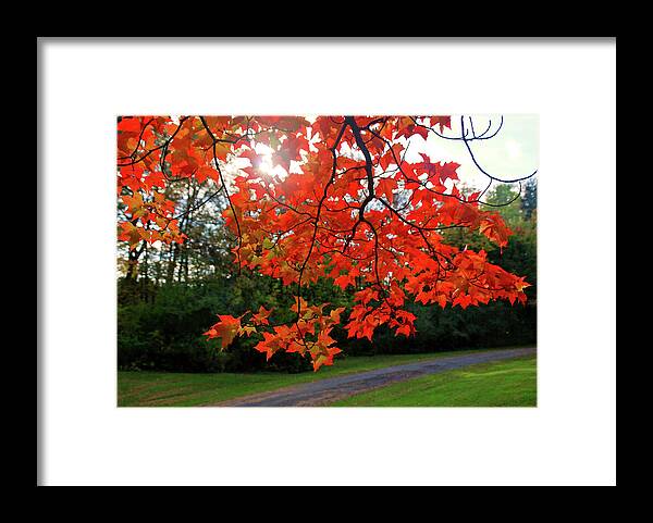 Tree Framed Print featuring the photograph Knox Park 8444 by Guy Whiteley