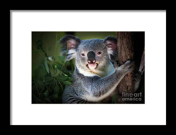 Koala Bear Framed Print featuring the photograph Koala by Doug Sturgess
