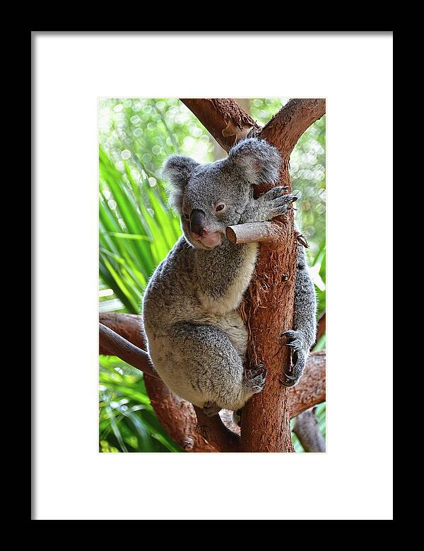 Koala Bear Framed Print featuring the photograph Koala mama by Ronda Ryan