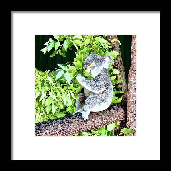 Koala Framed Print featuring the photograph Koalas Love Their Eucalyptus by Kirsten Giving