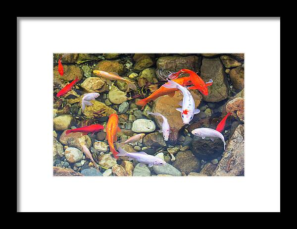 Koi Fish Framed Print featuring the photograph Koi Fish 2017 01 by Jim Dollar
