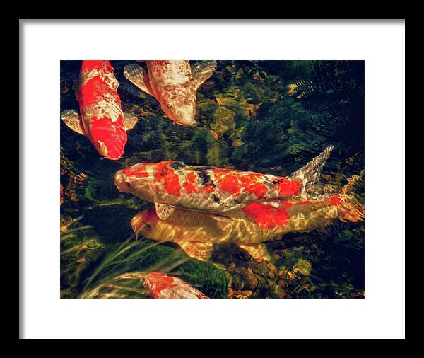Fish Framed Print featuring the photograph Koi Fish Fresco Two by Tony Grider