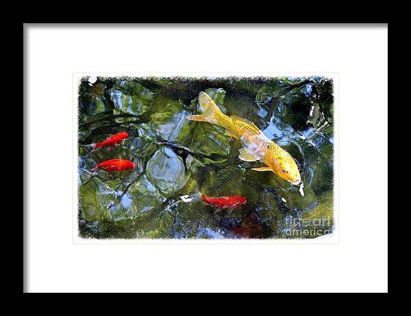Koi Framed Print featuring the photograph Koi Pond 2 by Scott Parker