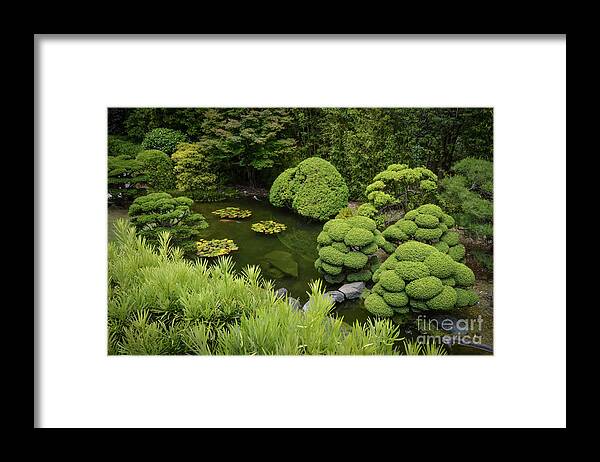 Koi Framed Print featuring the photograph Koi Pond by Judy Wolinsky