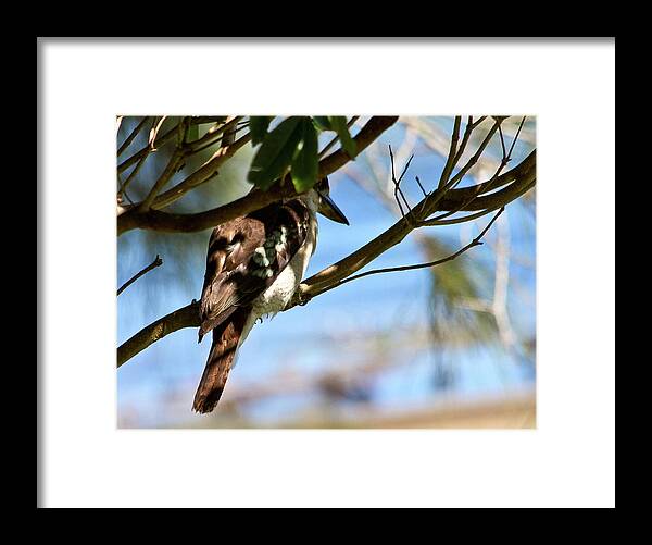 Kookaburra Framed Print featuring the photograph Kookaburra Hiding In A Tree by Miroslava Jurcik