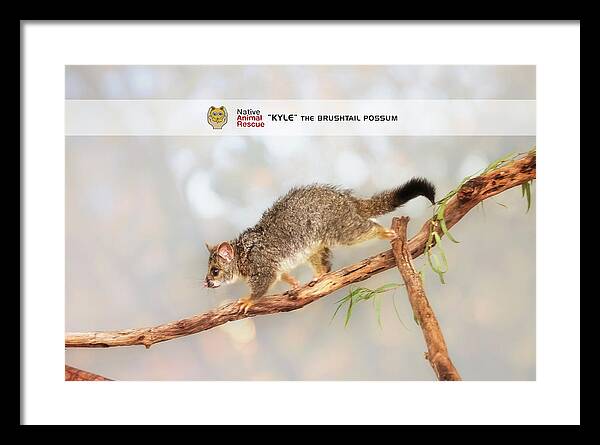 Mad About Wa Framed Print featuring the photograph Kyle the Brushtail Possum, Native Animal Rescue by Dave Catley