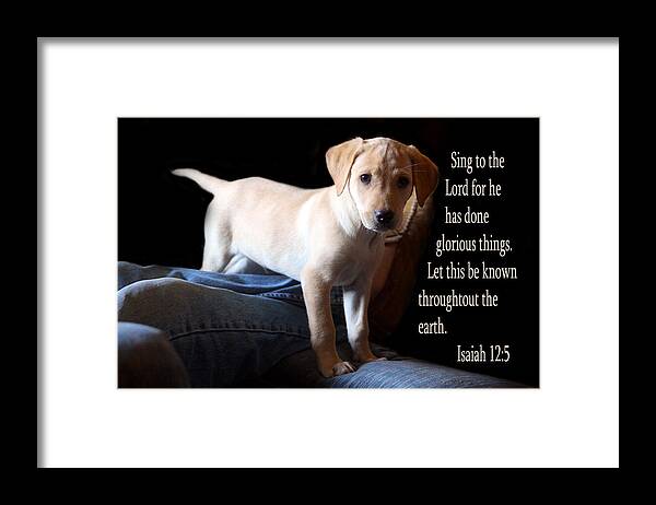 Scripture Framed Print featuring the photograph Labadore Puppy Is. 12v5 by Linda Phelps