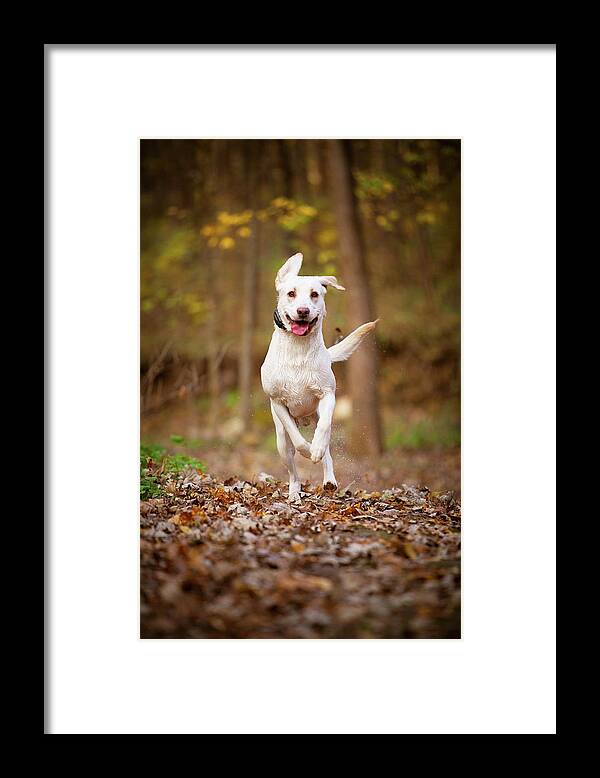 Labrador Retriever Framed Print featuring the photograph Labrador Frolics in Woodlands by Jane Melgaard