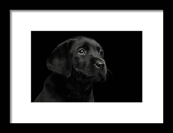 Puppy Framed Print featuring the photograph Labrador Retriever puppy isolated on black background by Sergey Taran