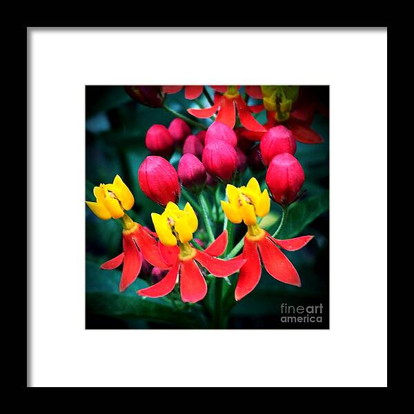 Macro Framed Print featuring the photograph Ladies in Waiting by Vonda Lawson-Rosa