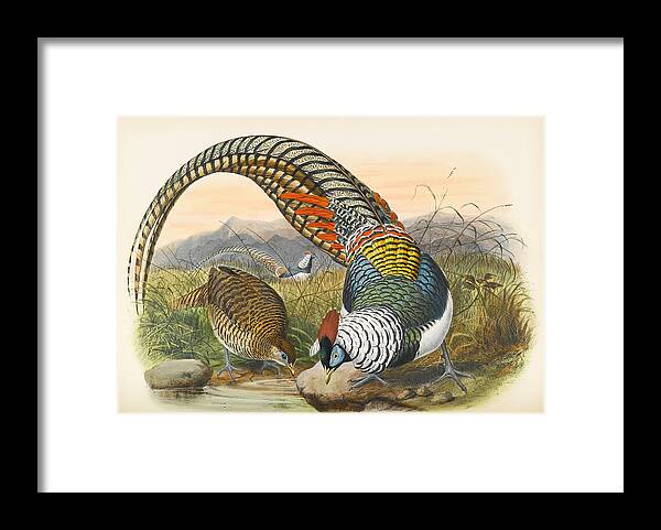 Joseph Wolf Framed Print featuring the drawing Lady Amherst's pheasant. Chrysolophus amherstiae by Joseph Wolf