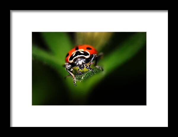 Lady Bug Framed Print featuring the photograph Lady Bug 2 by Darcy Dietrich