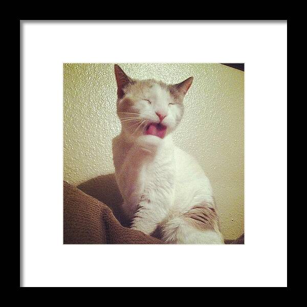  Framed Print featuring the photograph Lady Cat by Karen Bosquez