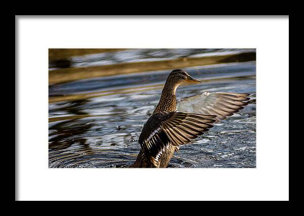 Duck Framed Print featuring the photograph Lady Duck by Rainer Kersten