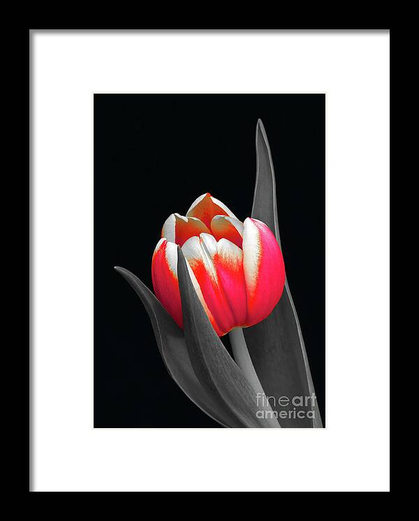 Tulip Framed Print featuring the photograph Lady in Red by Karen Lewis