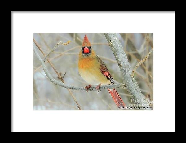 Cardinal Framed Print featuring the photograph Lady In Waiting by Tami Quigley