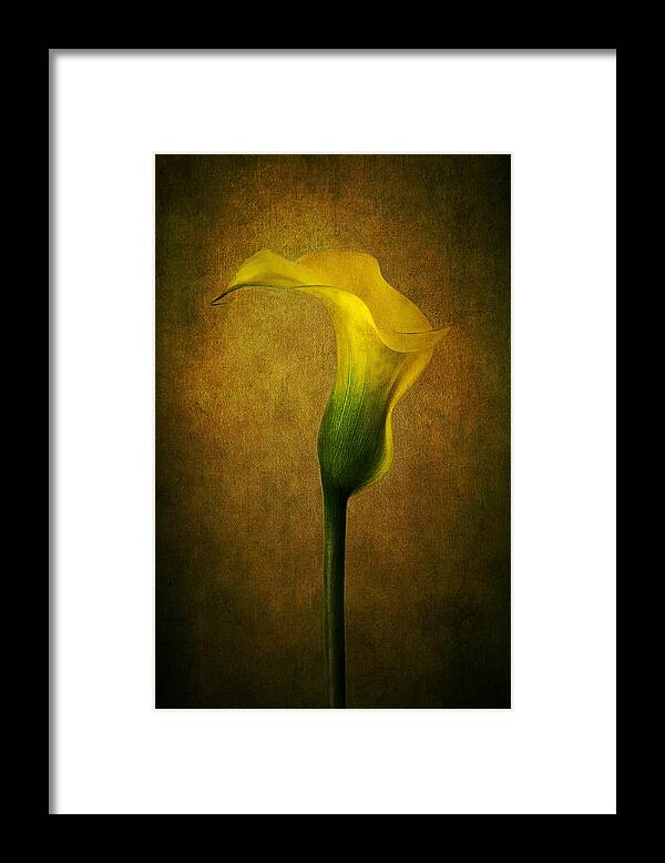 Calla Framed Print featuring the photograph Lady in Yellow by Marina Kojukhova