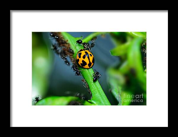 Photography Framed Print featuring the photograph Ladybird and the Ants 2 by Kaye Menner by Kaye Menner