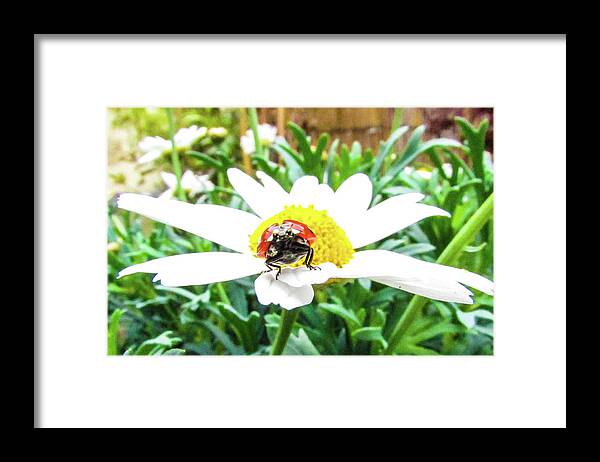 Daisy Flower Framed Print featuring the photograph Ladybug and Daisy Flower by Cesar Vieira