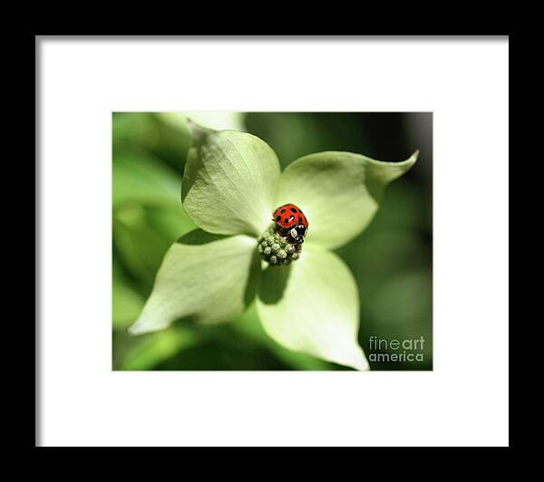 Ladybug Framed Print featuring the photograph Ladybug On Dogwood by Smilin Eyes Treasures