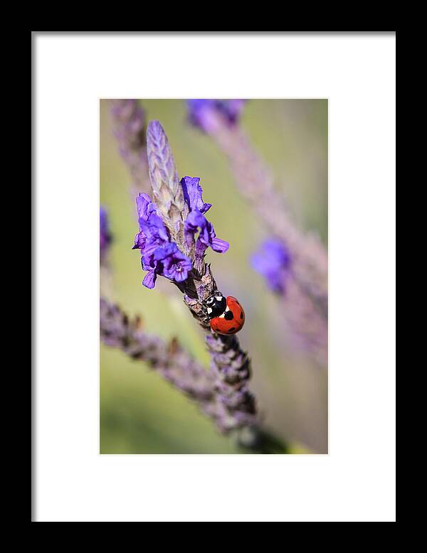 Center Framed Print featuring the photograph Ladybug On Lavender by Dina Calvarese