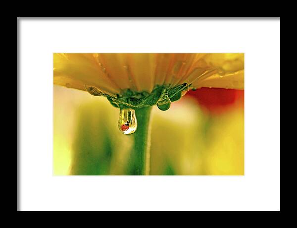 Water Drops Framed Print featuring the photograph Ladybug View by Laura Mountainspring