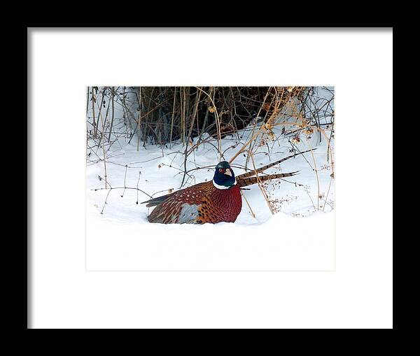 Ring-necked Pheasant Framed Print featuring the photograph Lake Country Pheasant 2 by Will Borden
