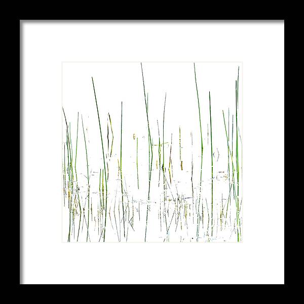 Grasses Framed Print featuring the photograph Lake Grass by Deborah Hughes