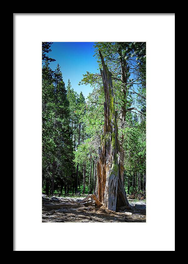 Celio Ranch Framed Print featuring the photograph Lake Tahoe Tree by Rick Mosher