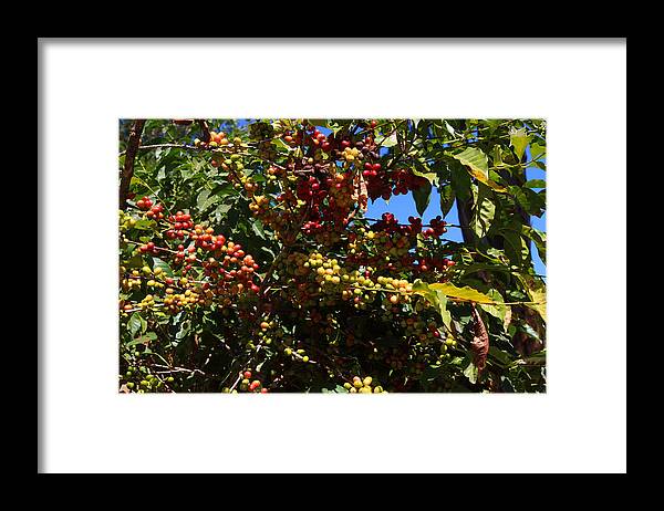 Coffee Framed Print featuring the photograph Lake Tana Coffee Beans by Aidan Moran