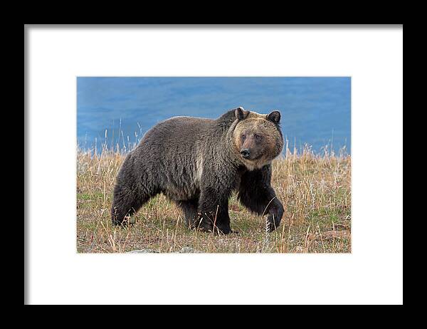 Mark Miller Photos Framed Print featuring the photograph Lakeside Grizzly by Mark Miller