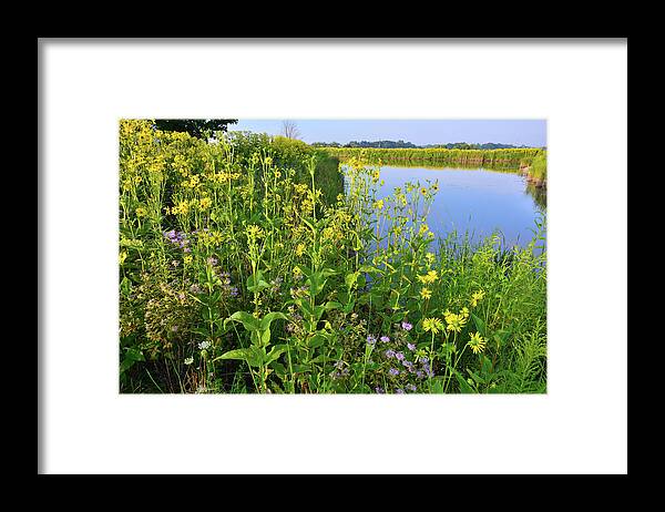 Sunflowers Framed Print featuring the photograph Lakeside Sunflowers in Lake County by Ray Mathis