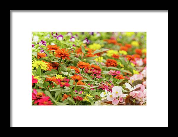 Bangalore Framed Print featuring the photograph Lalbagh flower show by SAURAVphoto Online Store
