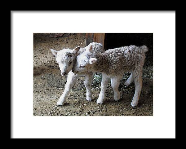 Lamb Framed Print featuring the photograph Lambs by Kae Cheatham