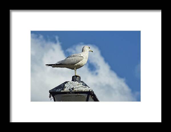 Sea Gulls Framed Print featuring the photograph Lamp Post Eddie by Jan Amiss Photography