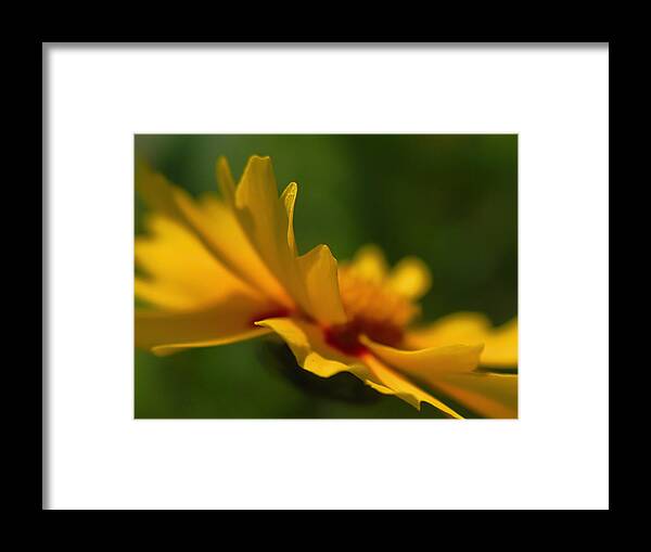 Abstract Framed Print featuring the photograph Lance Leaved Coreopsis by Juergen Roth