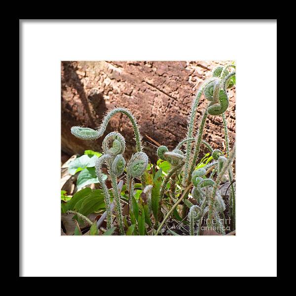 Flowers Framed Print featuring the photograph Land of the Fiddleheads by Anita Adams