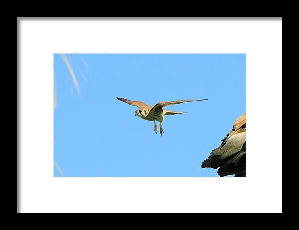 Kestrel Framed Print featuring the photograph Landing Gear Down by Shoal Hollingsworth